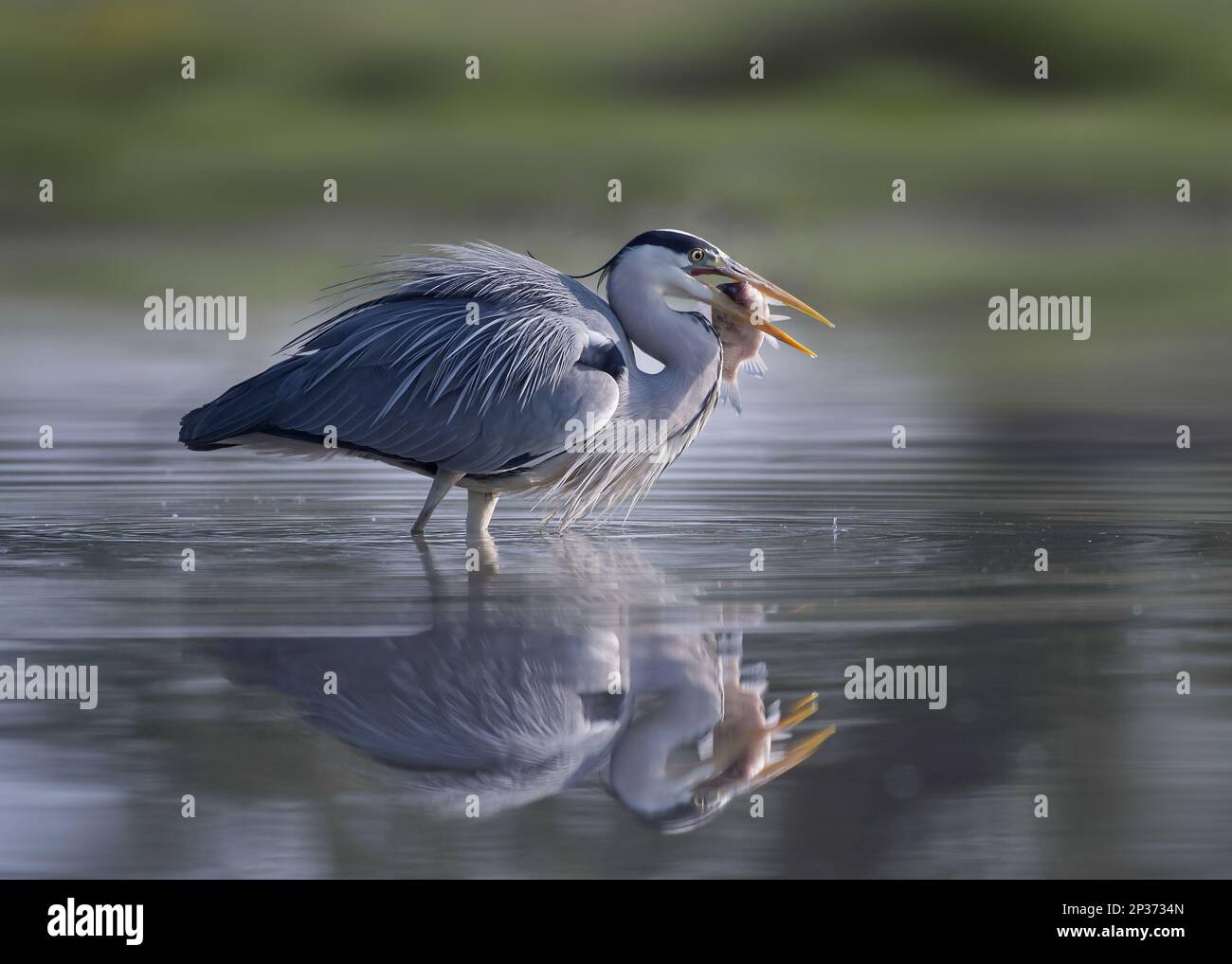 Heron grigio (Ardea cinerea) adulto, con prede di pesce in becco, in piedi in acqua, Hortobagy N.P., Ungheria Foto Stock