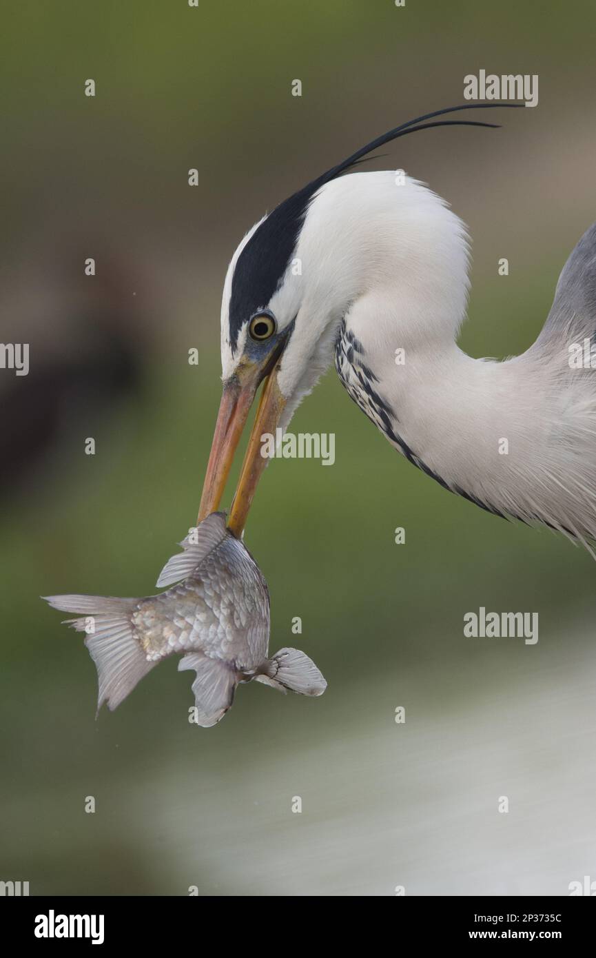 Heron grigio (Ardea cinerea) adulto, primo piano della testa e del collo, con prede di pesce spelato sul becco, Hortobagy N.P., Ungheria Foto Stock