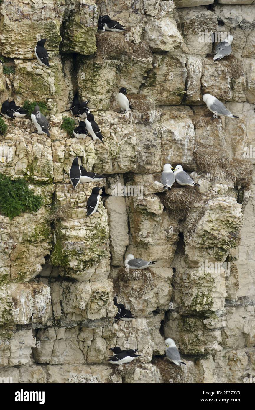 Esemplari adulti di kittiwake (Rissa tridactyla) e razorbill (Alca torda), gruppo nidificante sulle scogliere del mare, Bempton Cliffs RSPB Reserve, Bempton, East Foto Stock