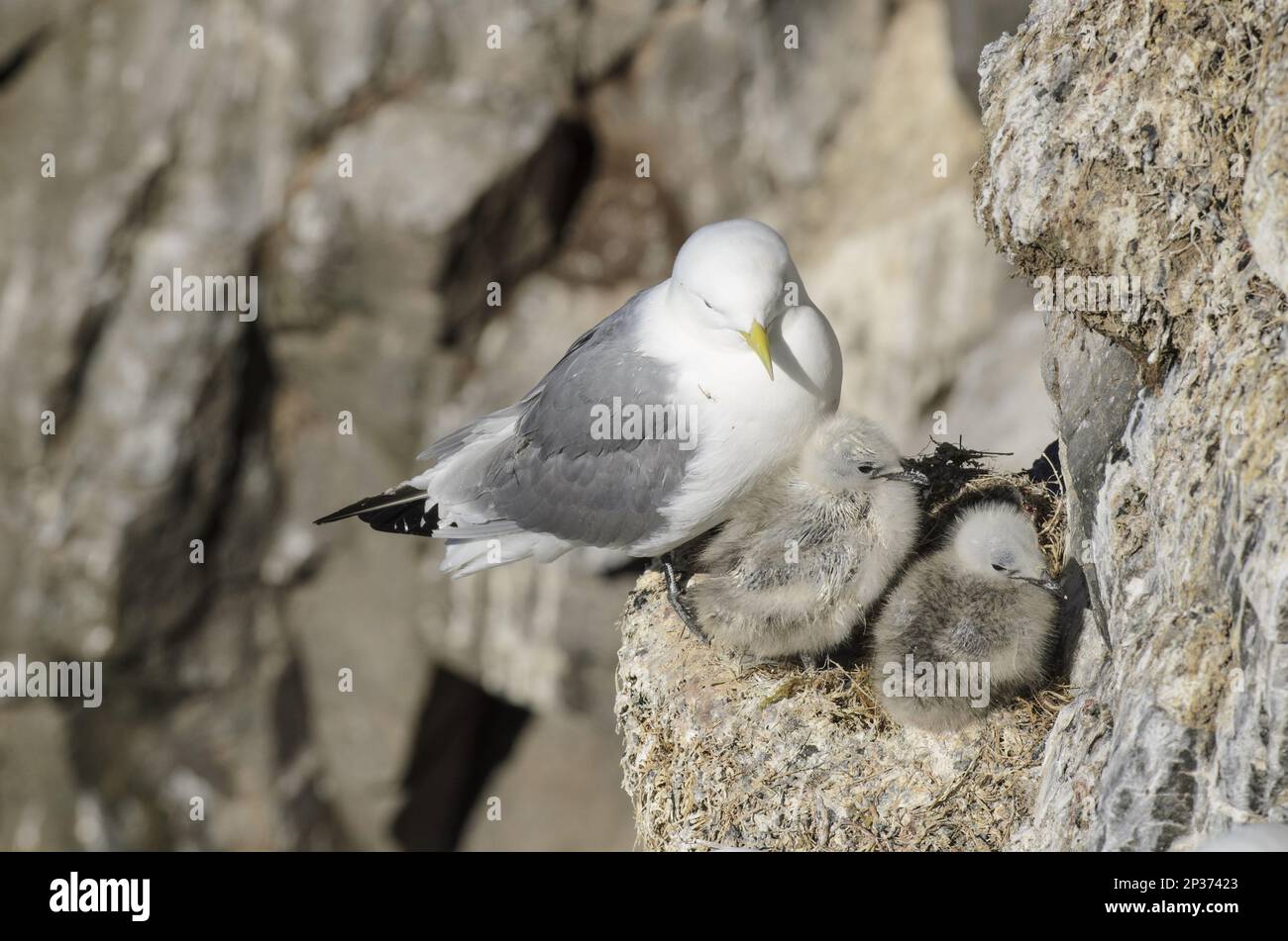 Kittiwake a zampe nere (Rissa tridactyla) adulto, piumaggio di allevamento, con pulcini a nido, Latrabjarg, Islanda Foto Stock