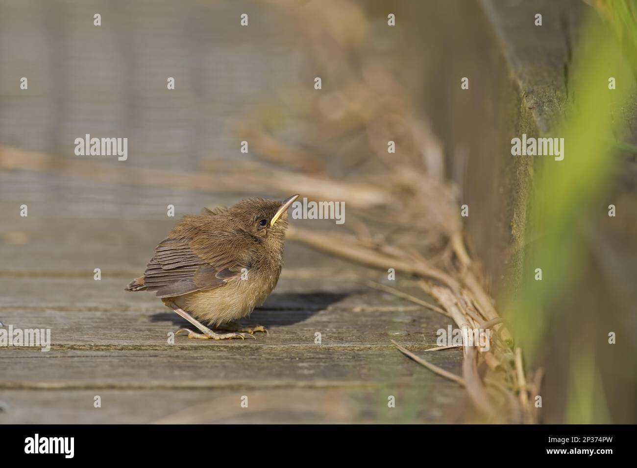 Eurasian Reed-Warbler (Acrocephalus scirpaceus) giovanili, recentemente volati, in piedi sul lungomare, Cley Marshes Reserve, Cley-next-the-Sea, Norfolk Foto Stock