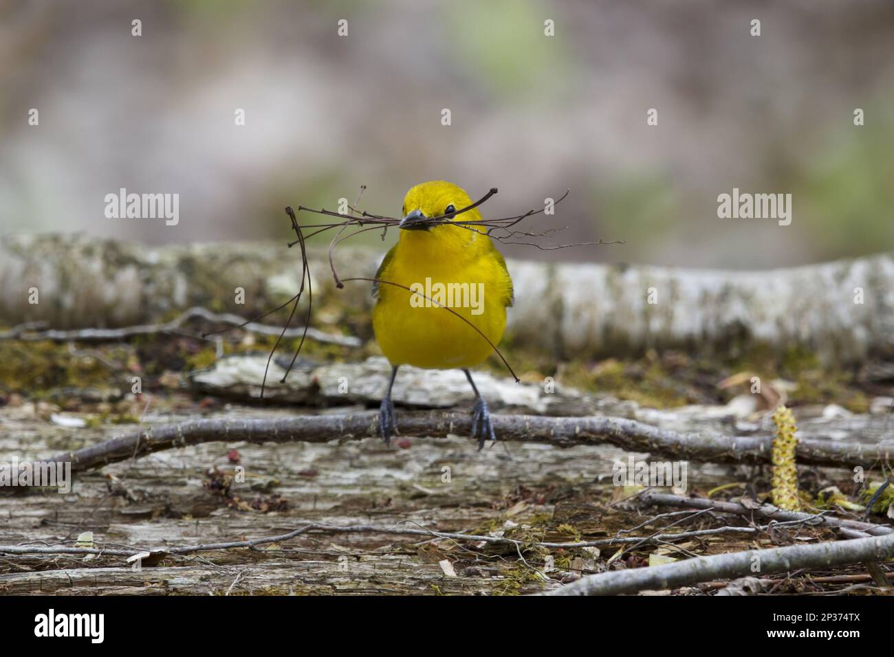 Protonotary Warbler (Protonotaria citrea) femmina adulta, raccolta di materiale di nidificazione in becco, Ontario, Canada Foto Stock