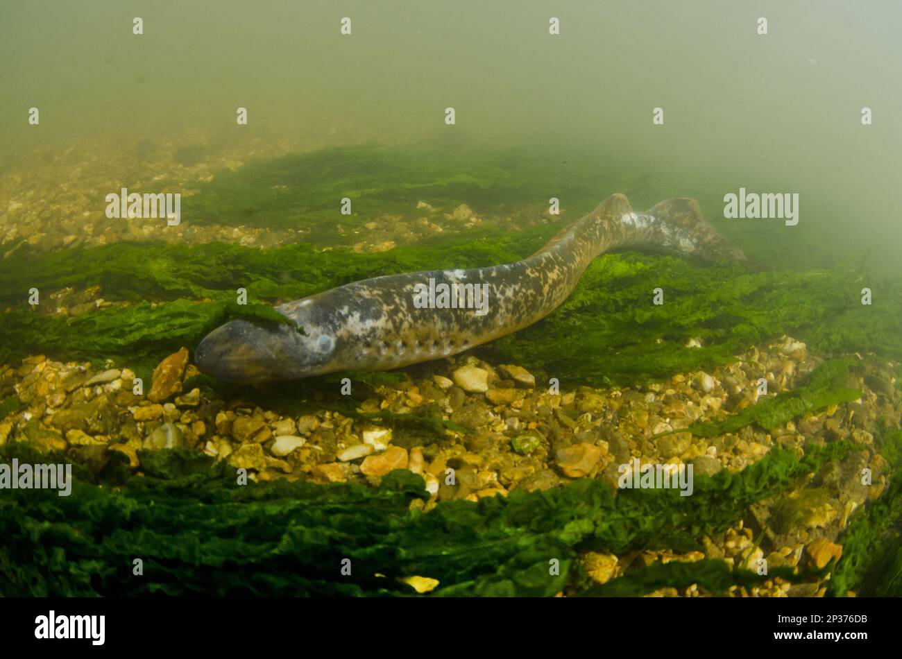 Sea Lamprey (Petromyzon marinus) maschio adulto, trascorso dopo aver generato, con cicatrici e danni agli occhi, sul letto roccioso del fiume, River Test, Hampshire Foto Stock