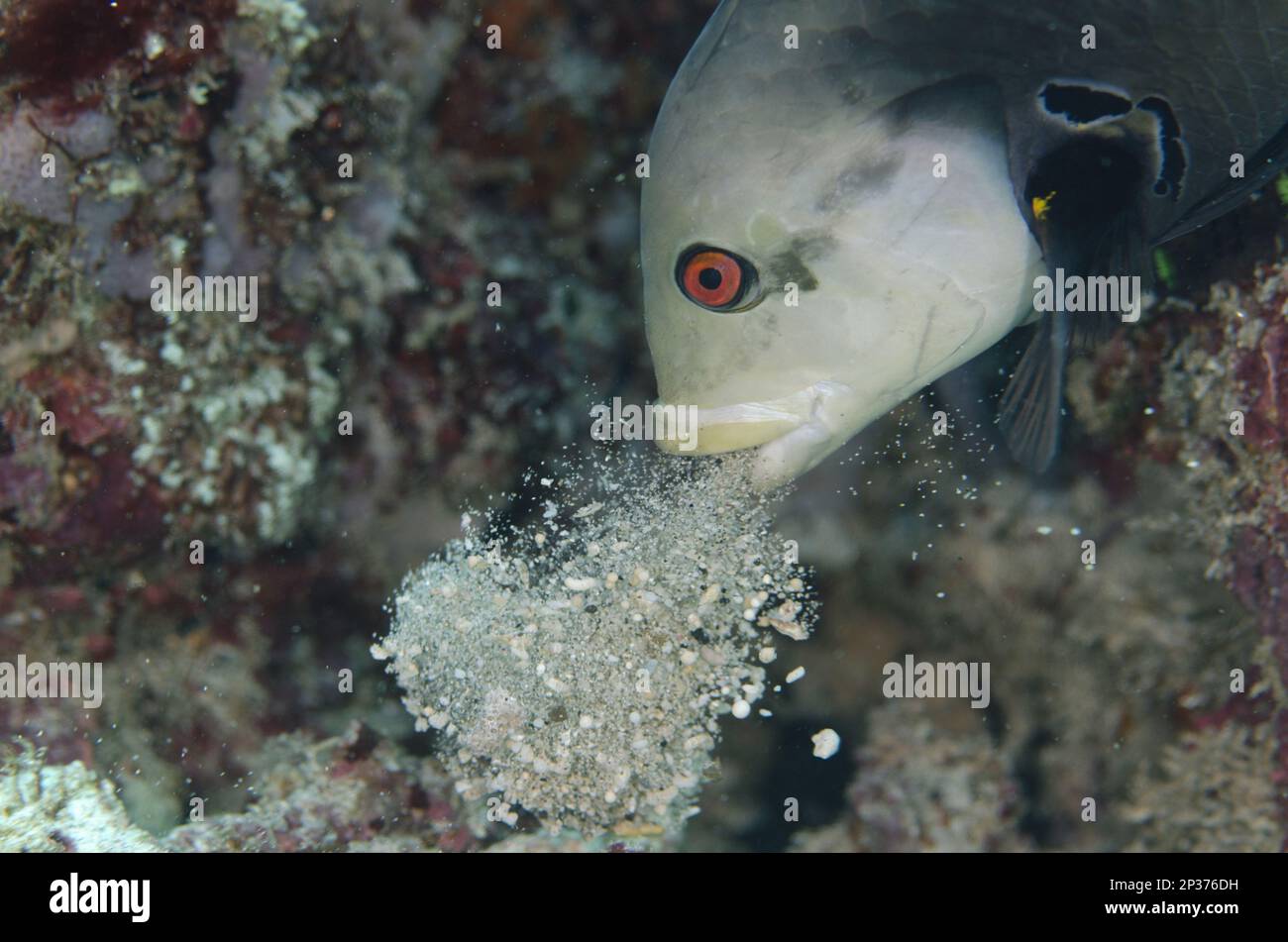 Rockmover Wrasse (Novaculichthys taeniourus) adulto, primo piano della testa, sputando la sabbia, Laguna di cristallo, Candidasa, Bali, Isole di piccola Sunda Foto Stock