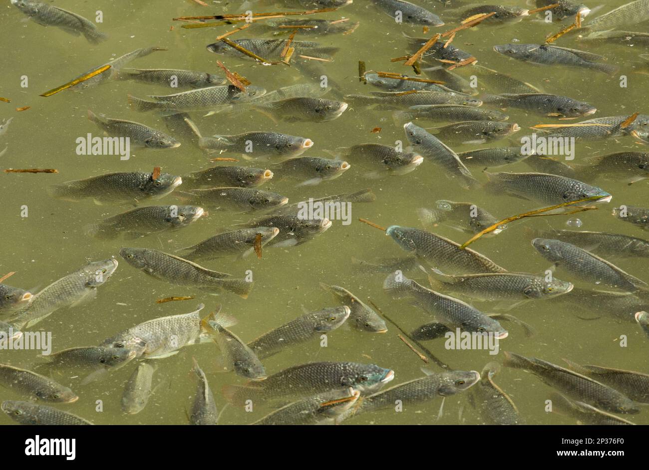 Blue Tilapia (Oreochromis aureus) introdusse specie, scialle, in una laguna costiera poco profonda sull'isola barriera, South Padre Island, Texas, U.S.A. Foto Stock