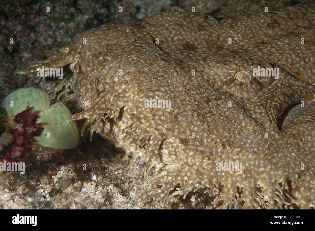 Orectolobus dasypogon, wobbegong da tasseled (Eucarrossorhinus dasypogon), squalo da carpet, squali da carpet, altri animali, Pesce, Squalo, animali, Tasselled Foto Stock