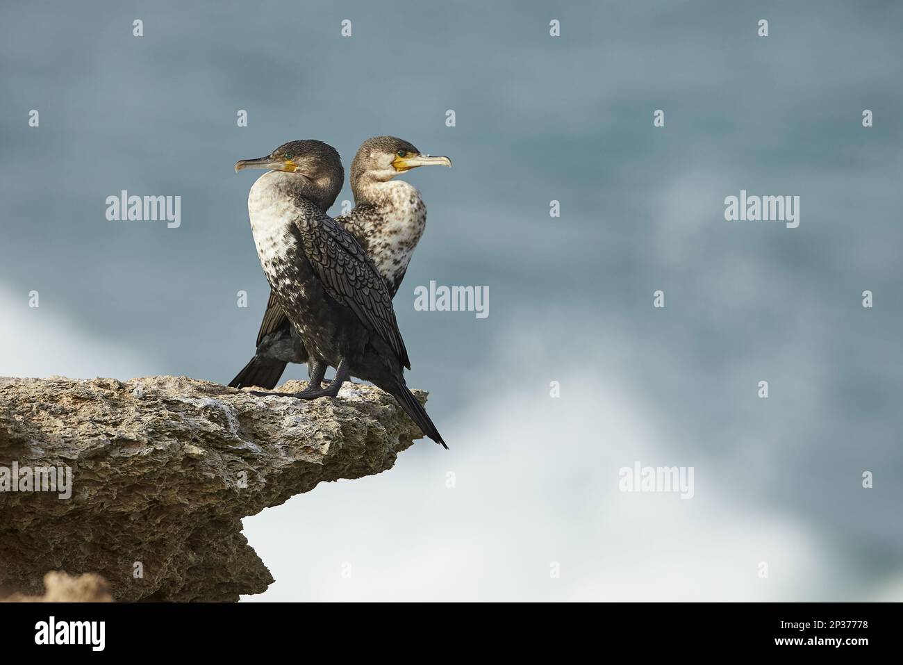 Grande cormorano (Phalacrocorax carbo maroccanus) due adulti, in piedi su rocce, Dakhla Bay, Sahara occidentale Foto Stock