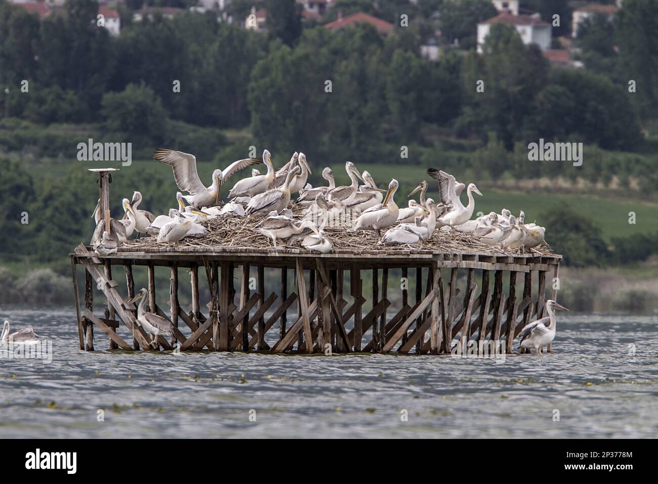 Pellicano dalmata, pellicani dalmata, pellicano, arborea, animali, Uccelli, colonia di nidificazione del Pelican Dalmatian sul lago Kerkini, Grecia Foto Stock