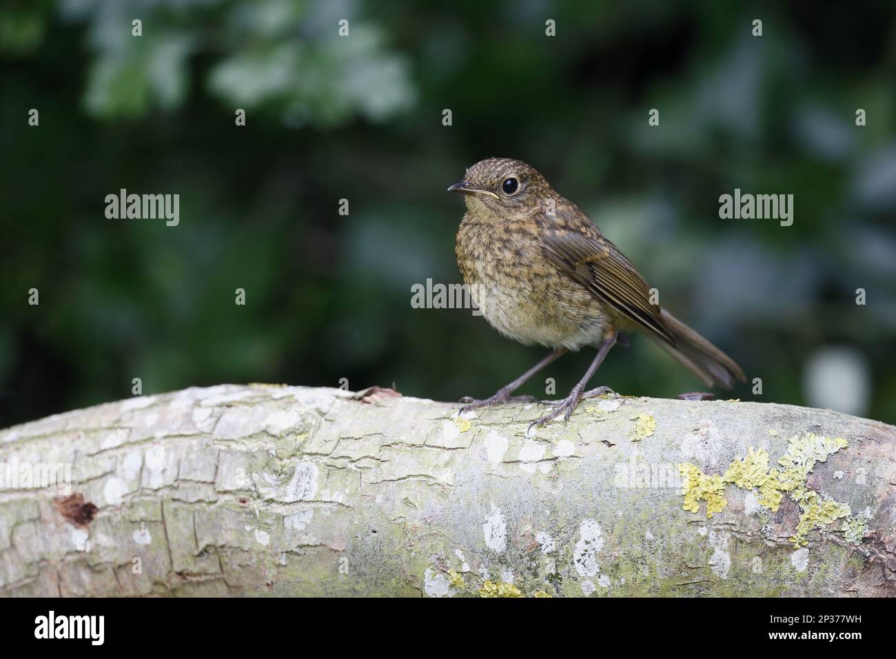 European Robin (Erithacus rubecula) giovani, arroccato su ramo, Warwickshire, Inghilterra, Regno Unito Foto Stock