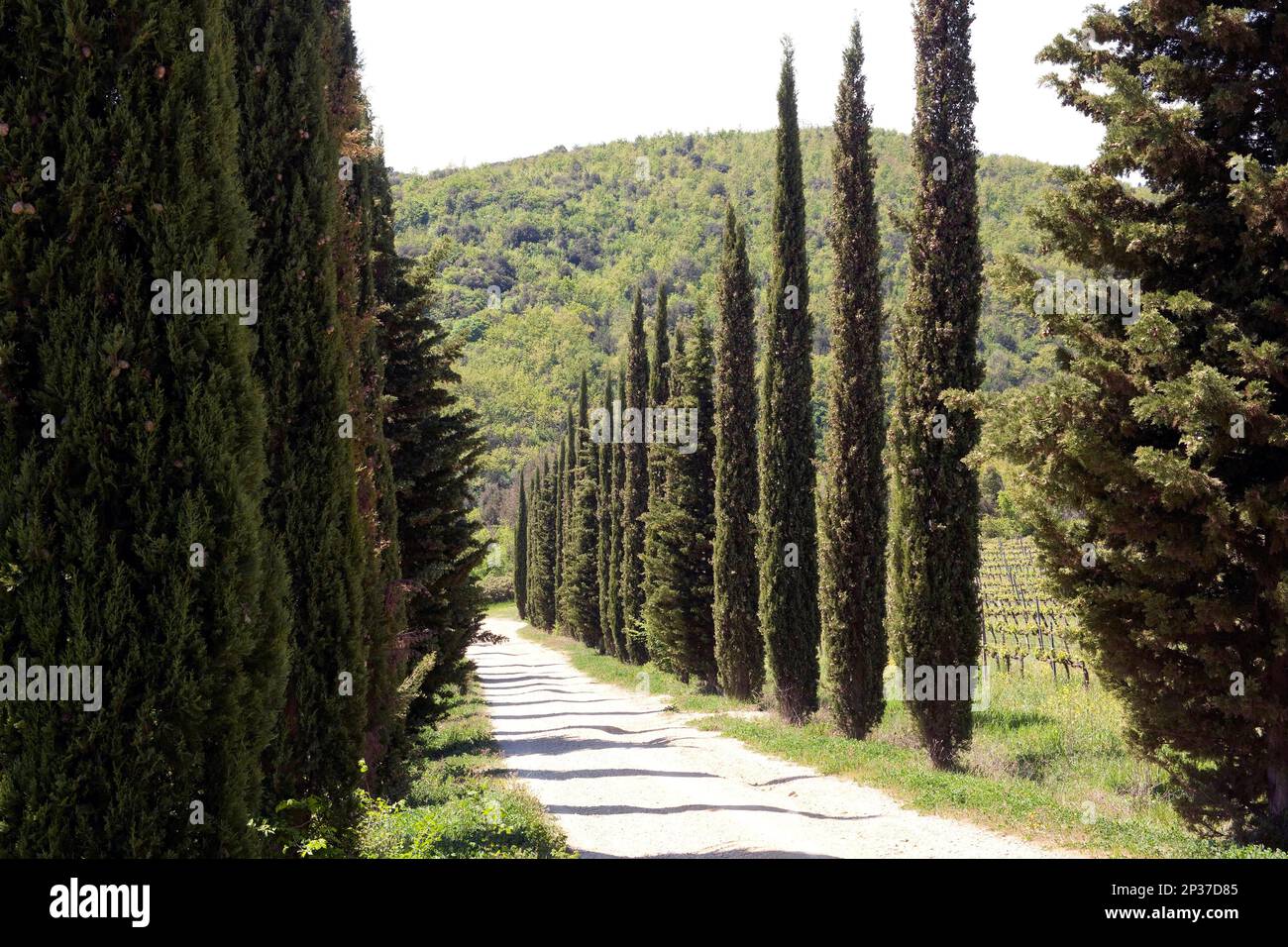 Cipresso mediterraneo (Cupressus sempervirens), Toscana, Italia, Europa Foto Stock