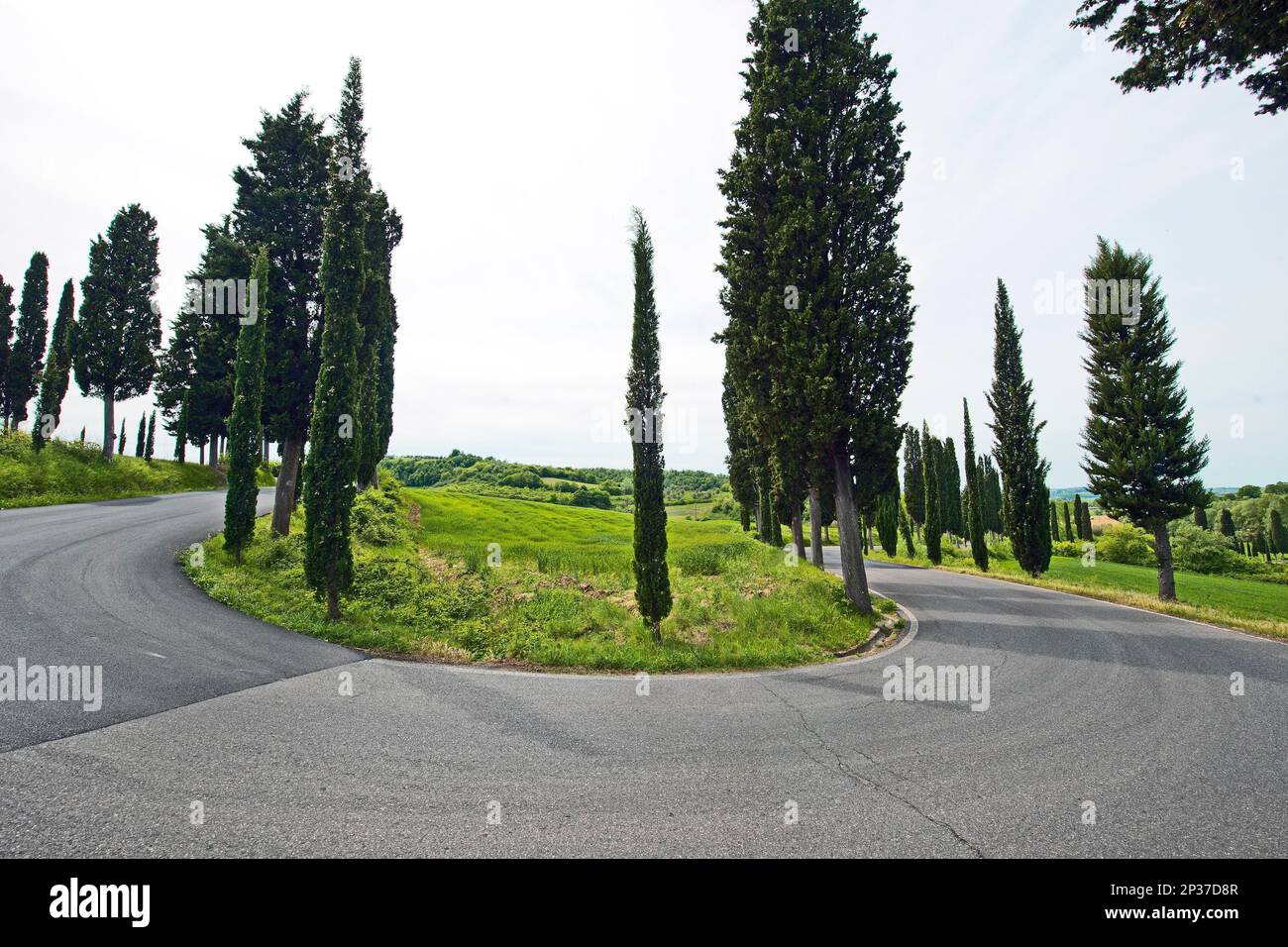 Cipressi (Cupressus sempervirens) lungo la strada a serpentina, Toscana, Italia, Europa Foto Stock
