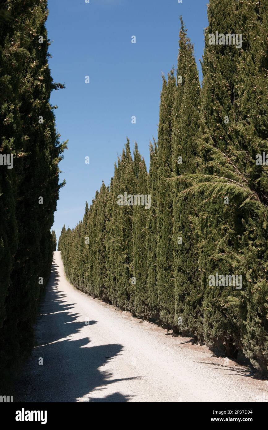 Cipresso mediterraneo (Cupressus sempervirens), Toscana, Italia, Europa Foto Stock