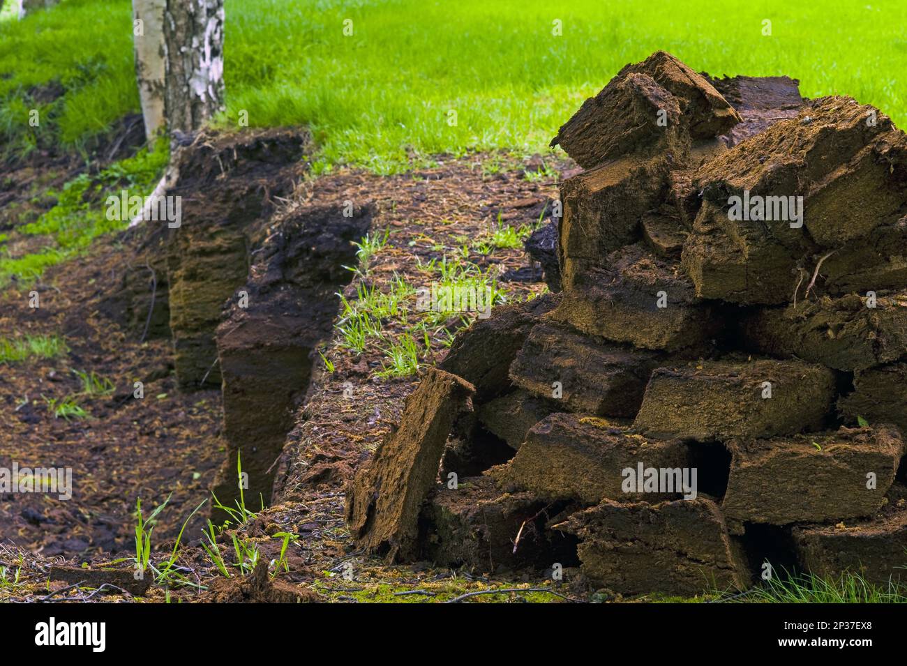 Taglio di torba nel Teufelsmoor a Worpswede, distretto di Osterholz, Germania Foto Stock