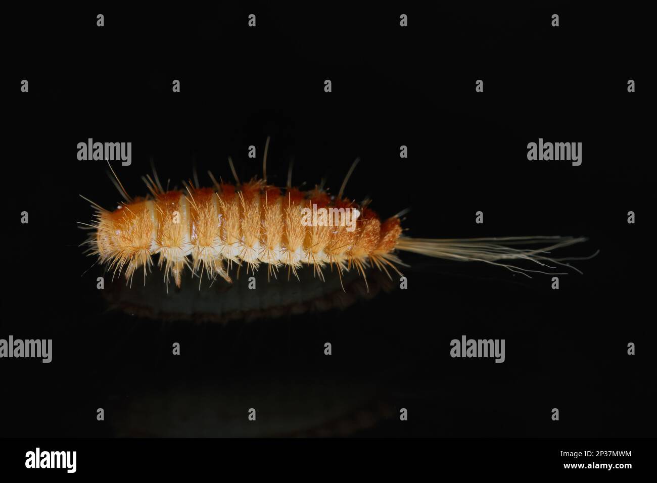 Larva, larve di coleotteri di tappeti Antrenus, Trogoderma, Attageno, Dermestidae, Skin coleotteri famiglia una sinantropica che vive in case e appartamenti Foto Stock