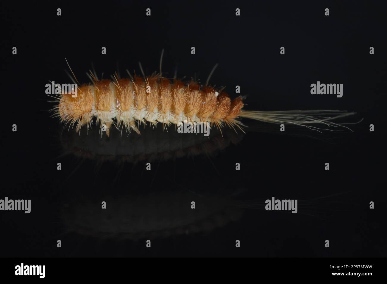 Larva, larve di coleotteri di tappeti Antrenus, Trogoderma, Attageno, Dermestidae, Skin coleotteri famiglia una sinantropica che vive in case e appartamenti Foto Stock