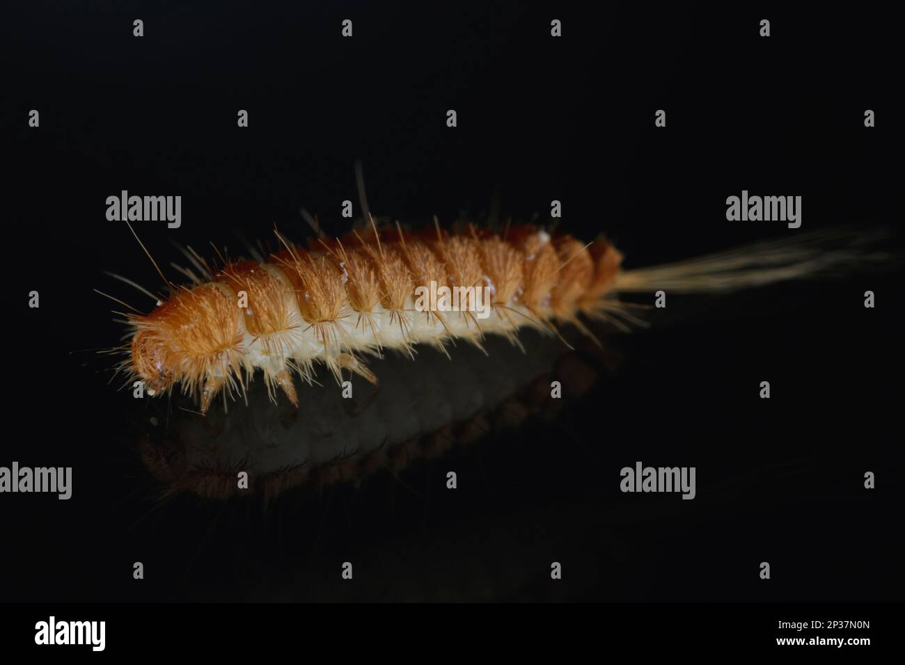 Larva, larve di coleotteri di tappeti Antrenus, Trogoderma, Attageno, Dermestidae, Skin coleotteri famiglia una sinantropica che vive in case e appartamenti Foto Stock