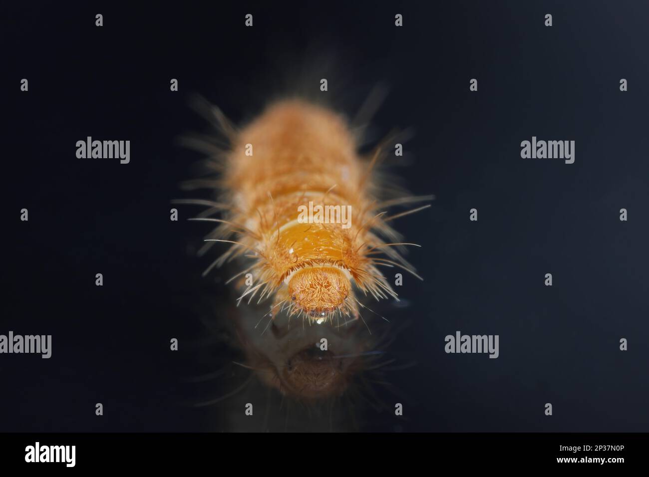 Larva, larve di coleotteri di tappeti Antrenus, Trogoderma, Attageno, Dermestidae, Skin coleotteri famiglia una sinantropica che vive in case e appartamenti Foto Stock