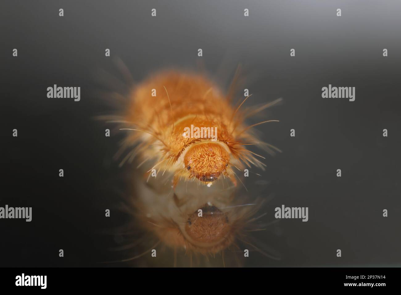 Larva, larve di coleotteri di tappeti Antrenus, Trogoderma, Attageno, Dermestidae, Skin coleotteri famiglia una sinantropica che vive in case e appartamenti Foto Stock