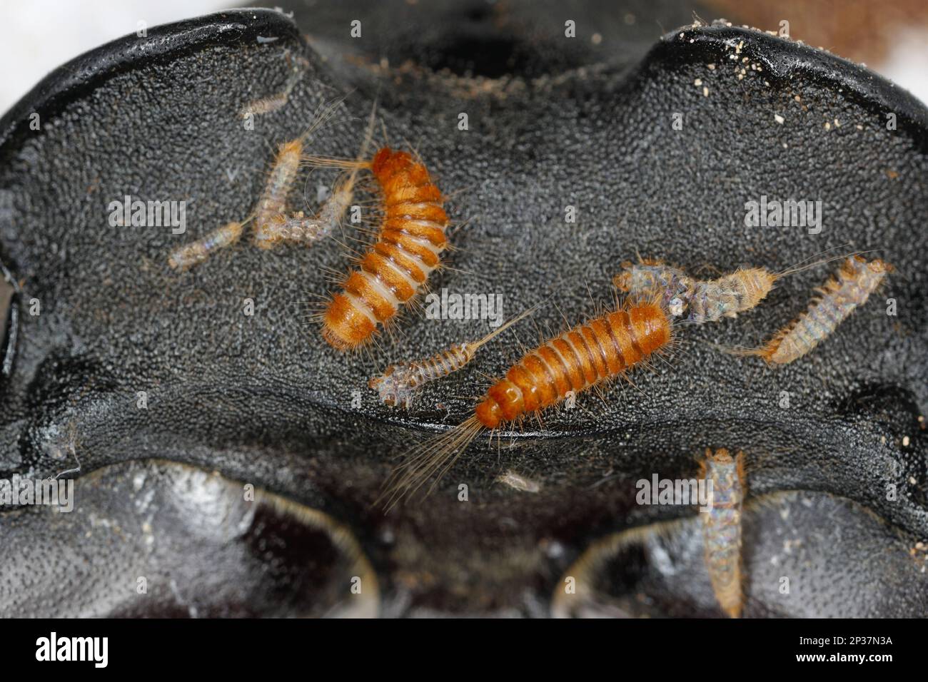 Larva, larve di coleotteri di tappeti Antrenus, Trogoderma, Attageno, Dermestidae, Skin coleotteri famiglia una sinantropica che vive in case e appartamenti Foto Stock