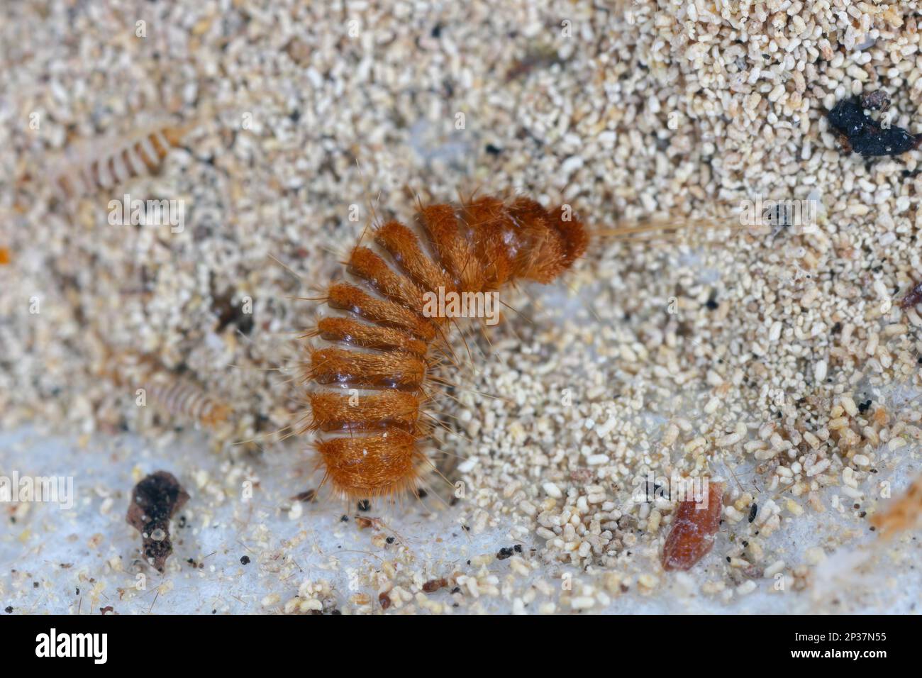Larva, larve di coleotteri di tappeti Antrenus, Trogoderma, Attageno, Dermestidae, Skin coleotteri famiglia una sinantropica che vive in case e appartamenti Foto Stock