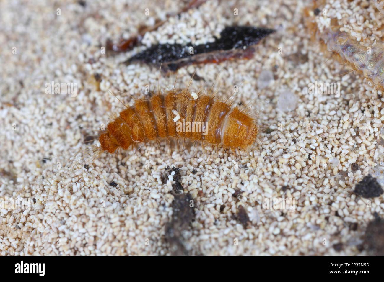 Larva, larve di coleotteri di tappeti Antrenus, Trogoderma, Attageno, Dermestidae, Skin coleotteri famiglia una sinantropica che vive in case e appartamenti Foto Stock