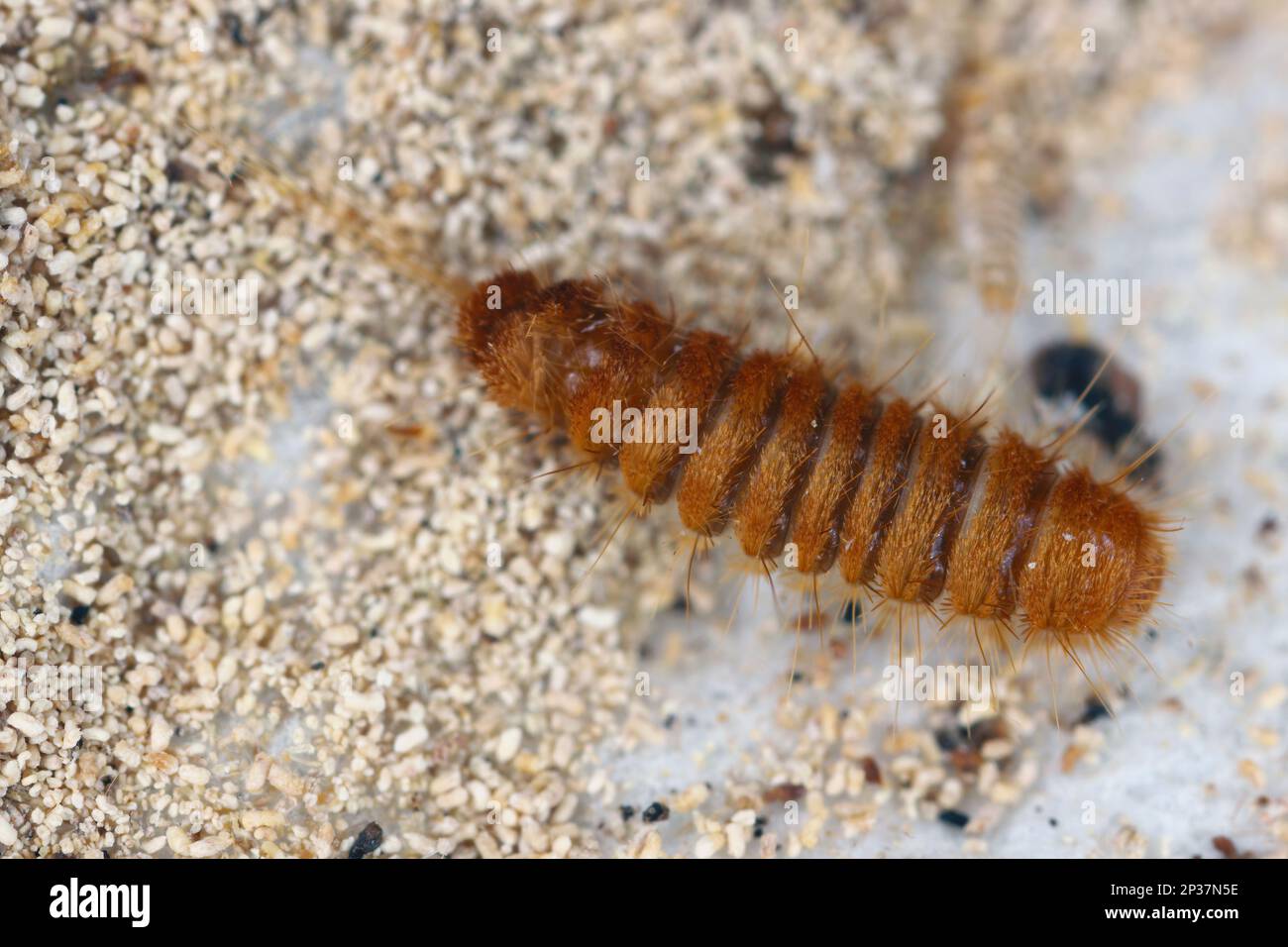Larva, larve di coleotteri di tappeti Antrenus, Trogoderma, Attageno, Dermestidae, Skin coleotteri famiglia una sinantropica che vive in case e appartamenti Foto Stock