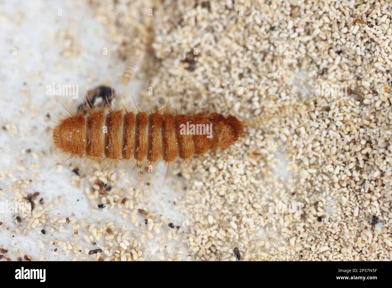 Larva, larve di coleotteri di tappeti Antrenus, Trogoderma, Attageno, Dermestidae, Skin coleotteri famiglia una sinantropica che vive in case e appartamenti Foto Stock