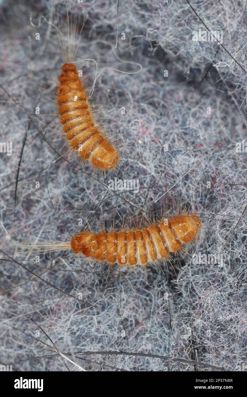 Larva, larve di coleotteri di tappeti Antrenus, Trogoderma, Attageno, Dermestidae, Skin coleotteri famiglia una sinantropica che vive in case e appartamenti Foto Stock