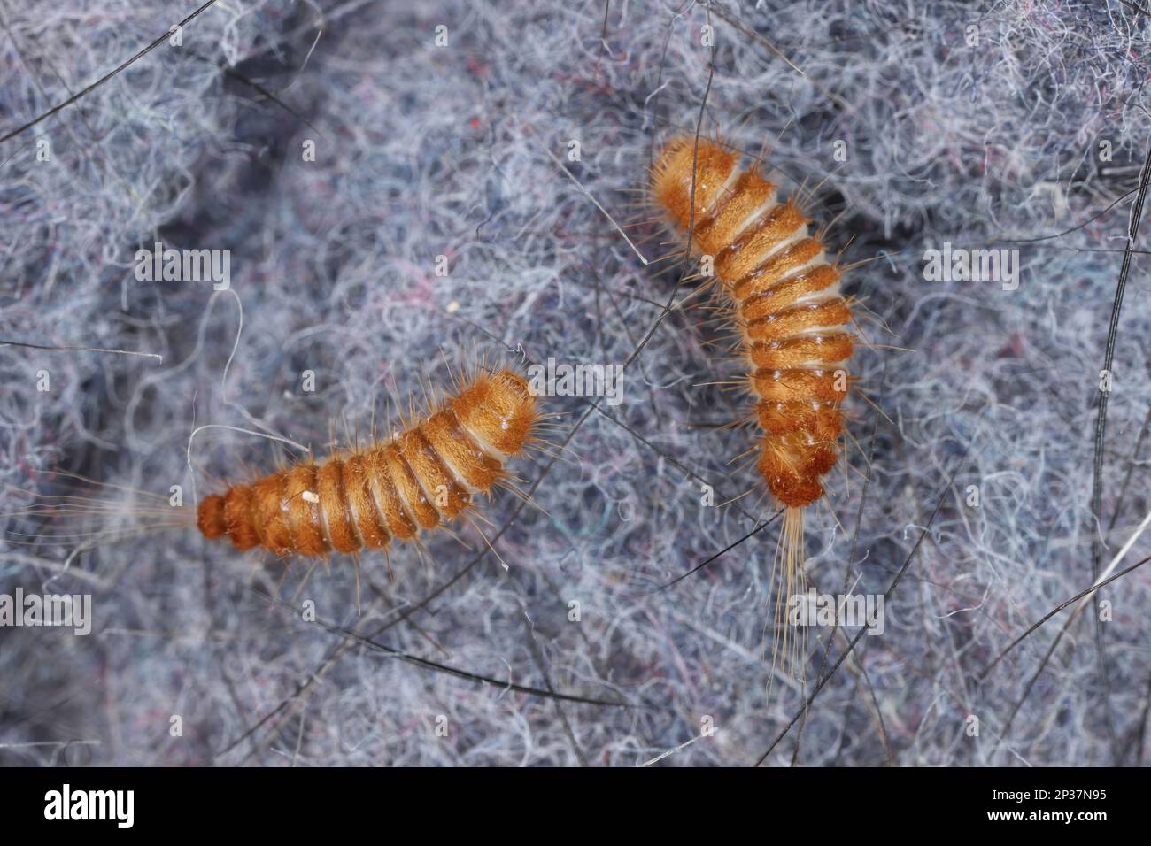 Larva, larve di coleotteri di tappeti Antrenus, Trogoderma, Attageno, Dermestidae, Skin coleotteri famiglia una sinantropica che vive in case e appartamenti Foto Stock
