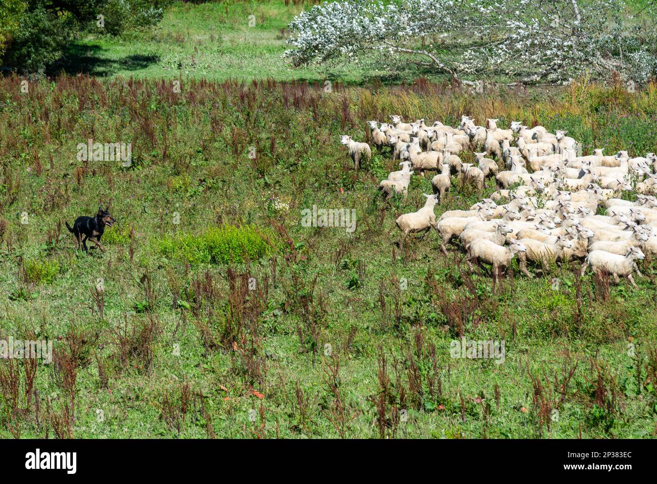 Sheepdog che lavora con una folla di pecore in un paddock nella Wairarapa, Nuova Zelanda. Foto Stock