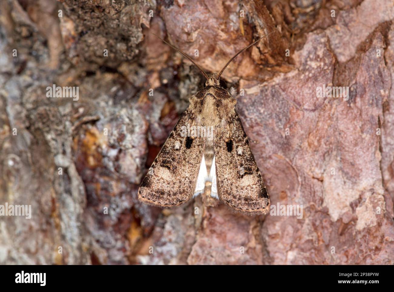 Crescent Dart (Agrotis trux), Ovronnaz, Vallese, Svizzera Foto Stock