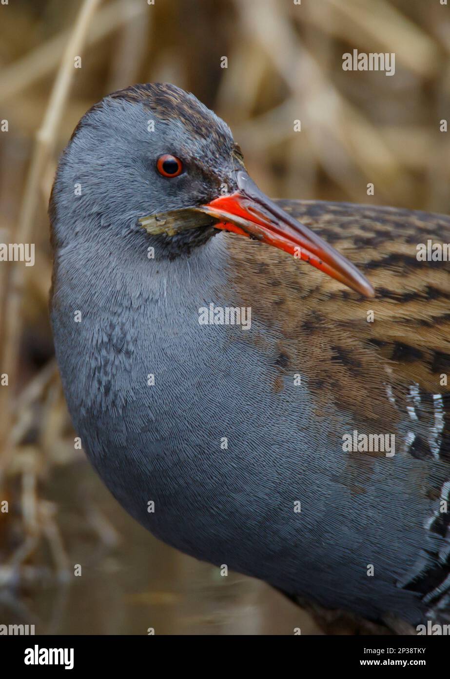 Un rallo d'acqua che alimenta uccelli selvatici su piccoli semi e cibo nelle canne paludose a RSPB Lakenheath Fen in Norfolk, Inghilterra Foto Stock