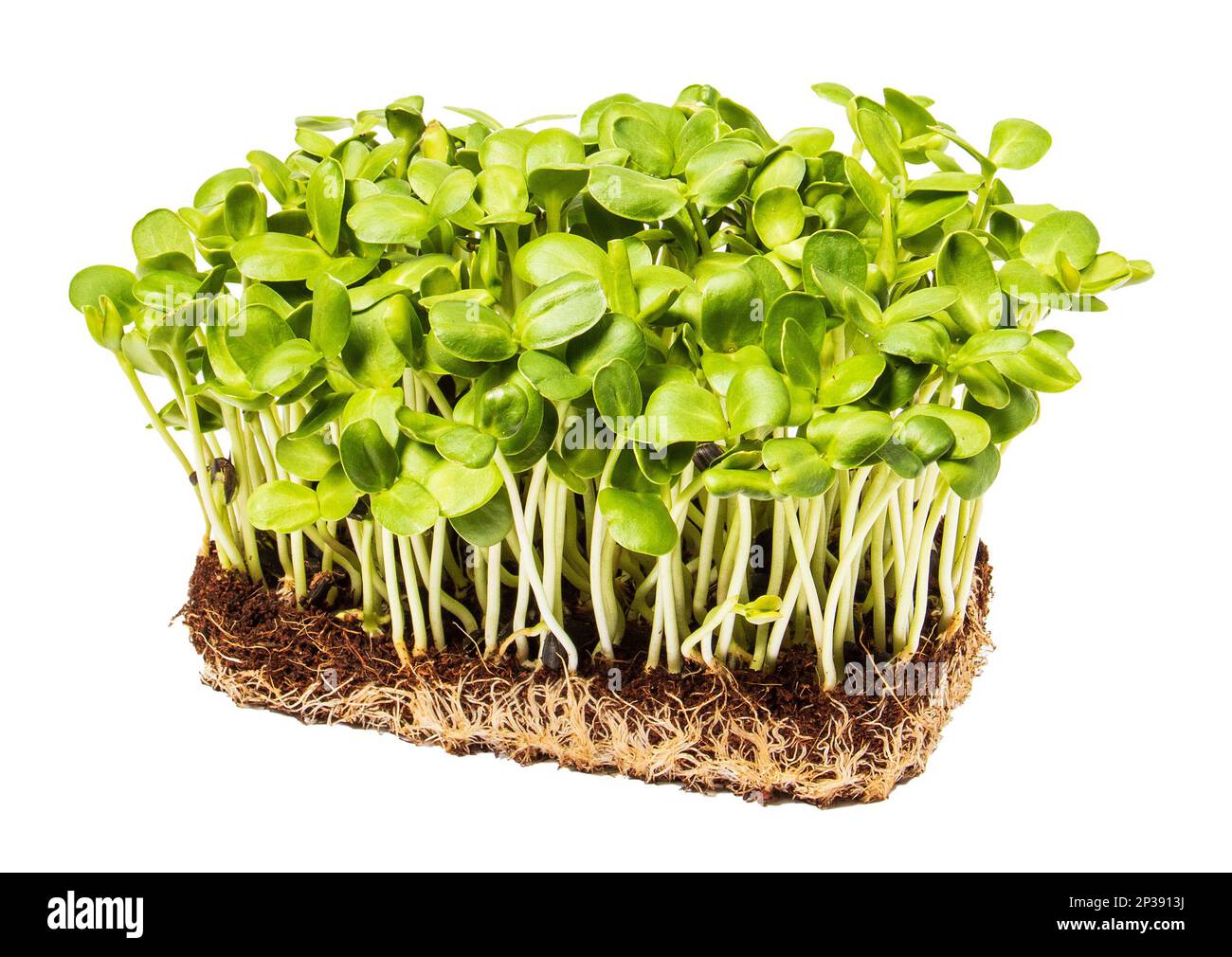 Microgreens crescente. Germogli verdi di un girasole, isolare su uno sfondo bianco primo piano. Foto Stock