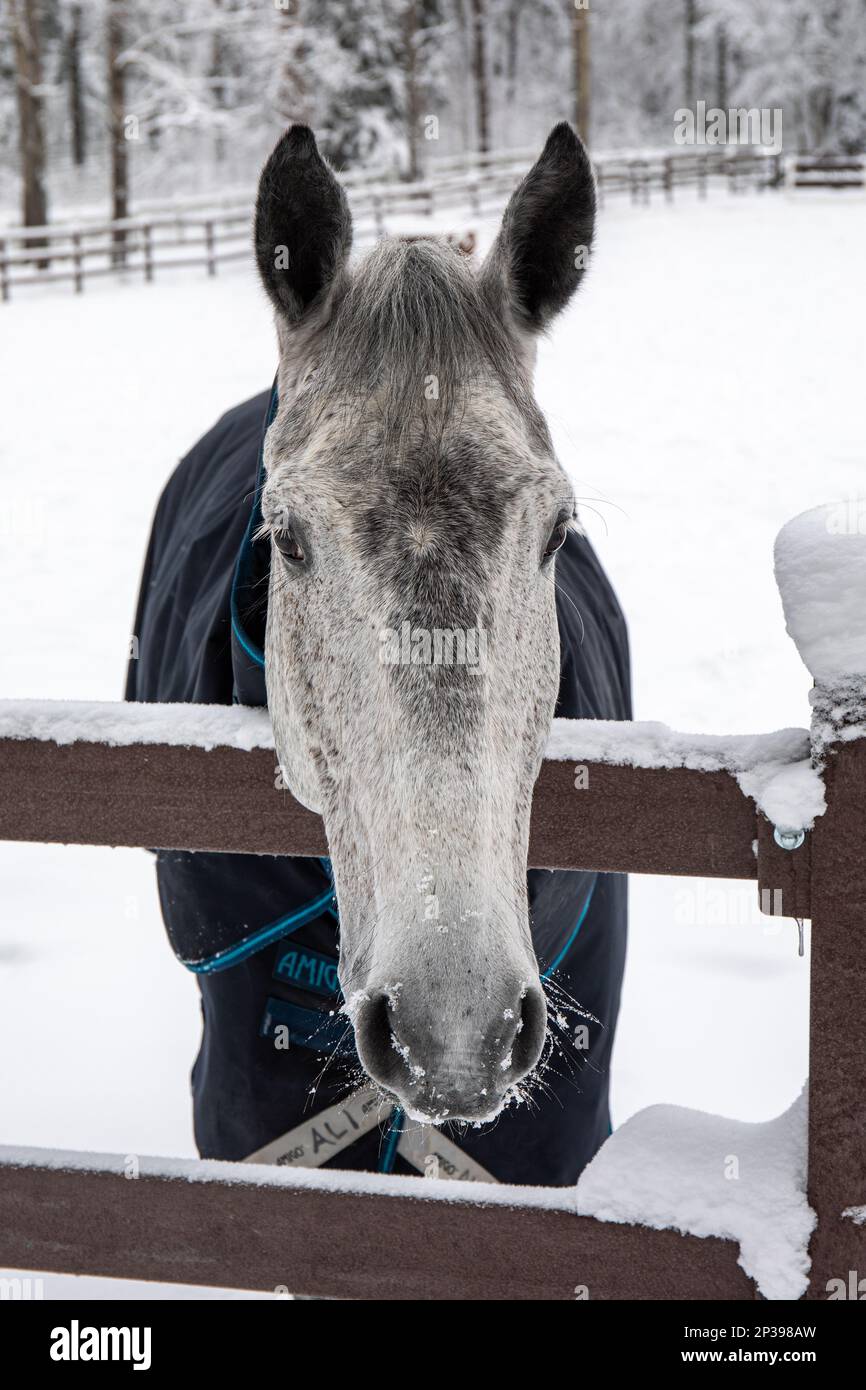 Cavallo fuori in una penna coperta di neve durante l'inverno a Helsinki, Finlandia Foto Stock