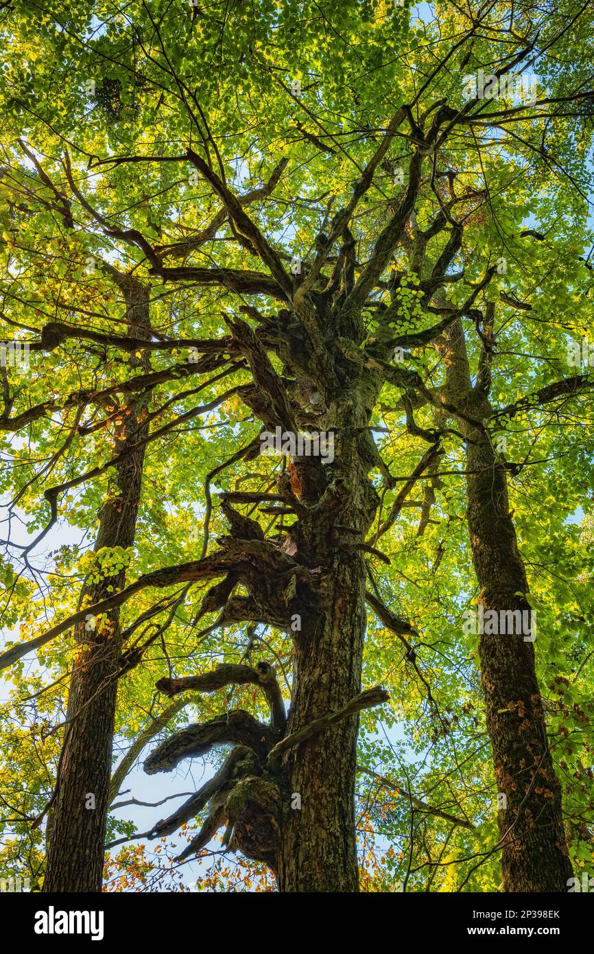 Strana inquietante albero spettrale con rami attorcigliati, storti senza foglie contro due altri con fogliame verde. Foto Stock
