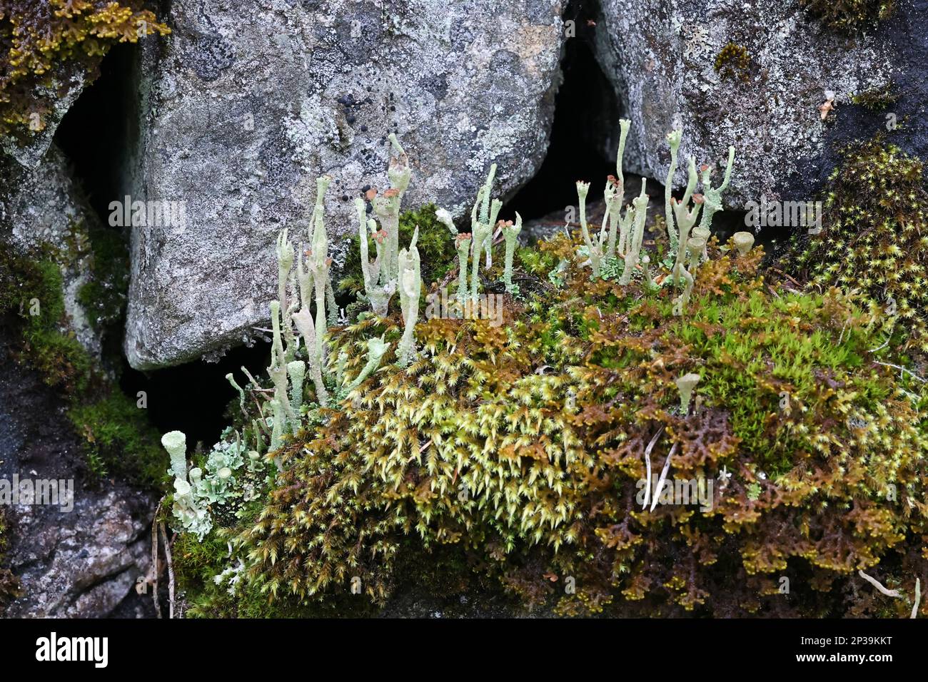 Cladonia gracilis subsp. Turbinata, una coppa di lichene dalla Finlandia, nessun nome inglese comune Foto Stock