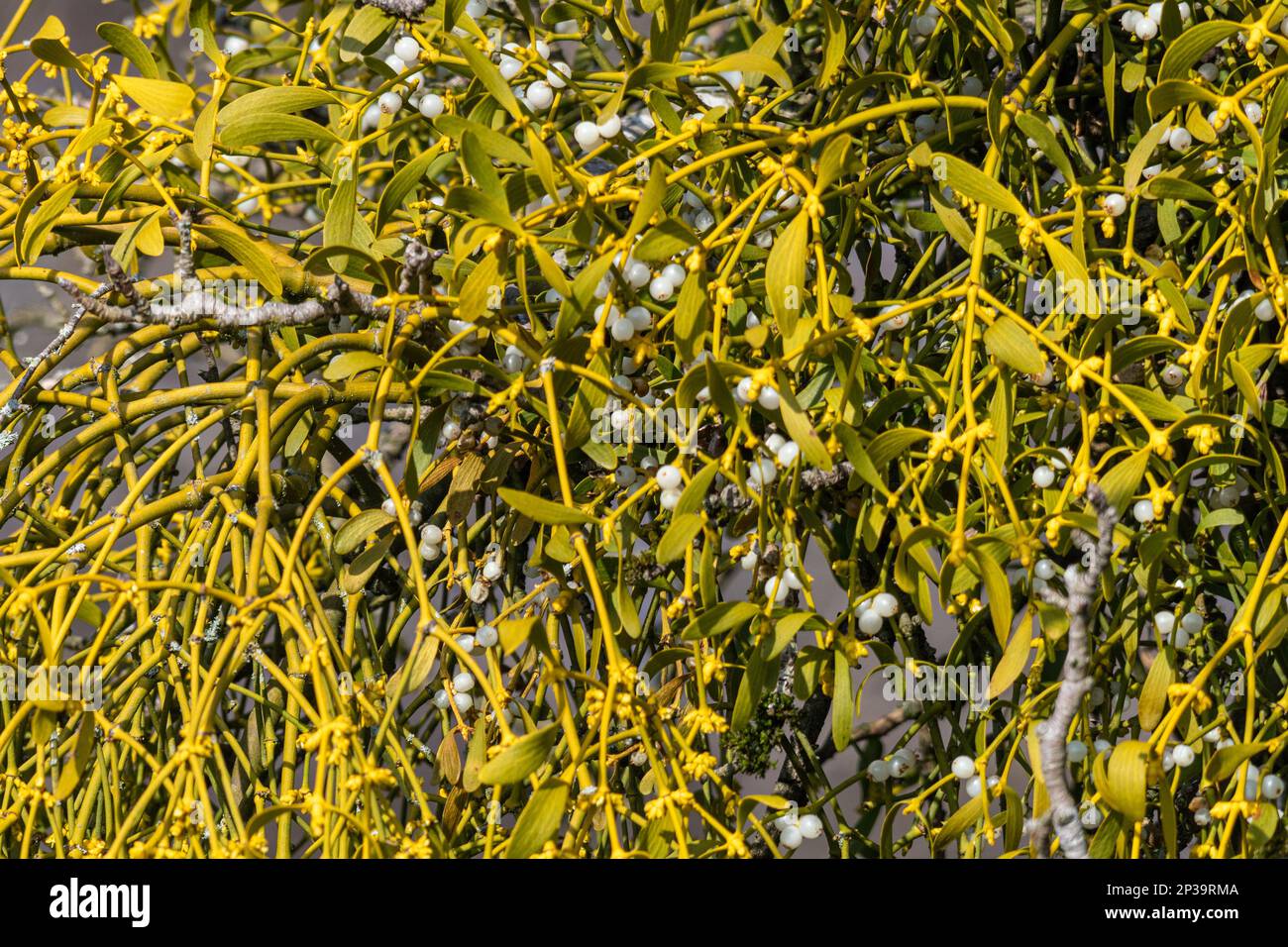 Mistletoe (album Viscum) con bacche bianche, Regno Unito Foto Stock