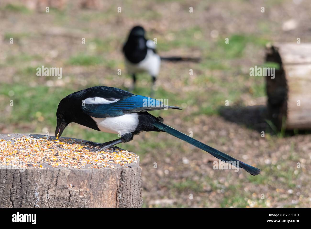 Magpie (Pica pica), uccello bianco e nero della famiglia dei corvidi, Regno Unito. Due magpie, uno che mangia su seme di uccello Foto Stock