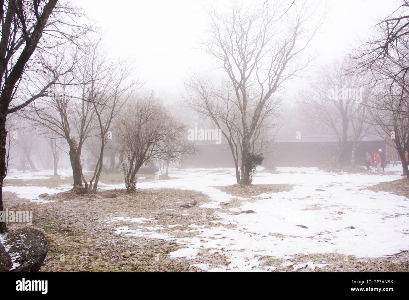 I coreani e i viaggiatori stranieri visitano il giardino naturale sul vulcano Hanla Mountain o il Monte Halla nel Parco Nazionale Hallasan, mentre la neve cade Foto Stock