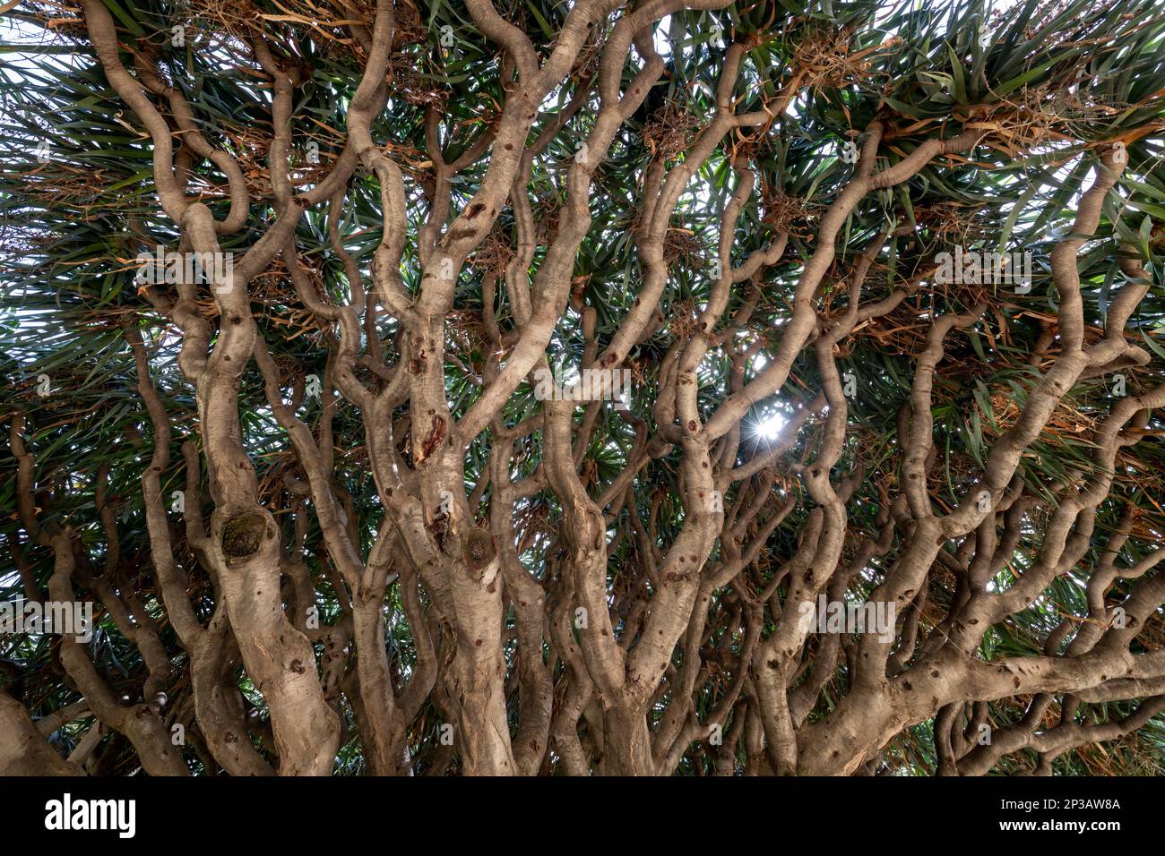 Il paese delle meraviglie della natura: Esplorare la bellezza del Giardino Botanico di Palermo Foto Stock