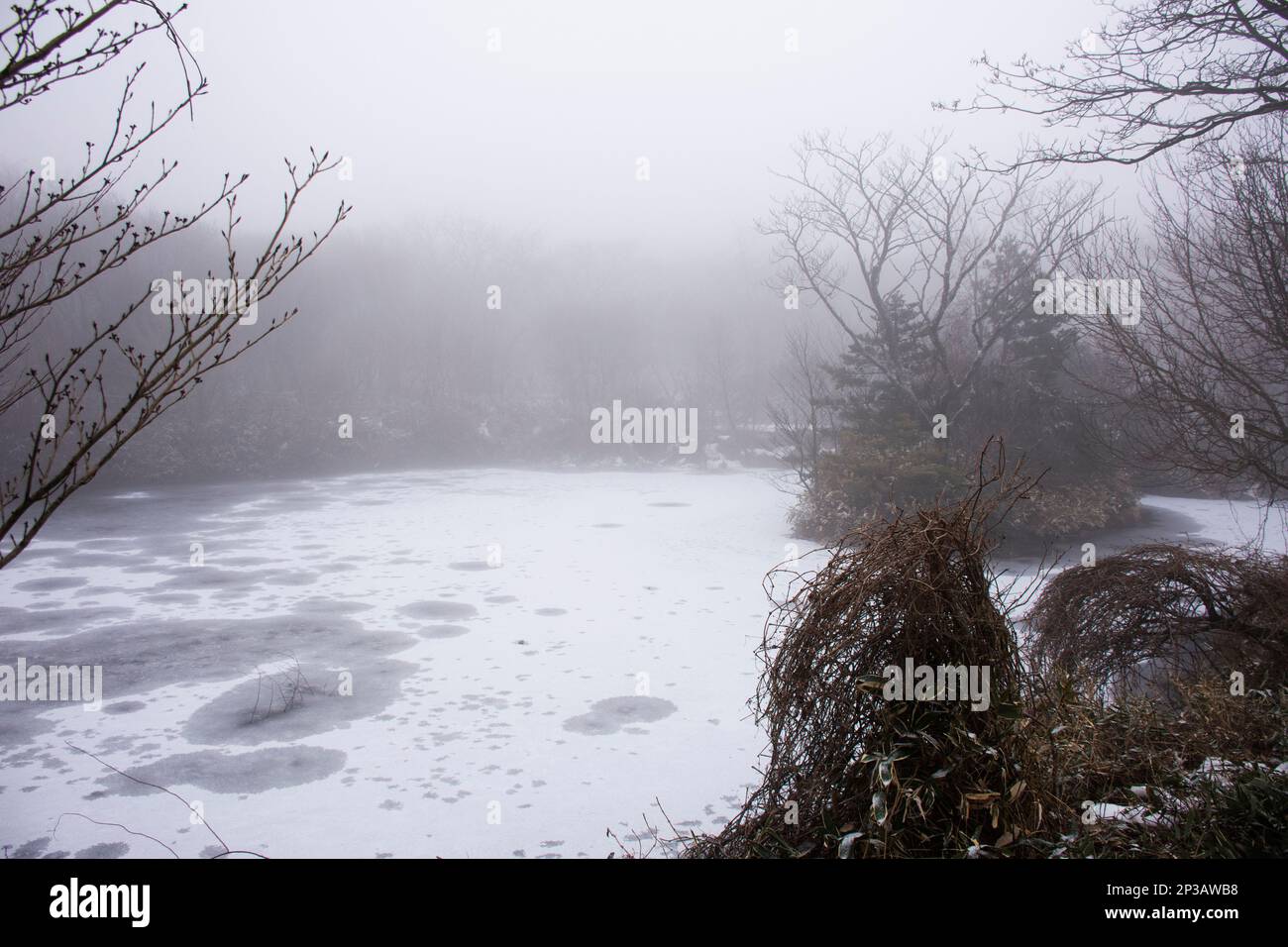 Paesaggio e neve che cade coperto di albero di pianta con stagno acqua lago congelato nella foresta sul monte Hanla o Monte Halla nel Parco Nazionale di Hallasan per Foto Stock