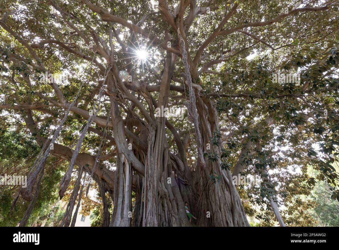 Il paese delle meraviglie della natura: Esplorare la bellezza del Giardino Botanico di Palermo Foto Stock
