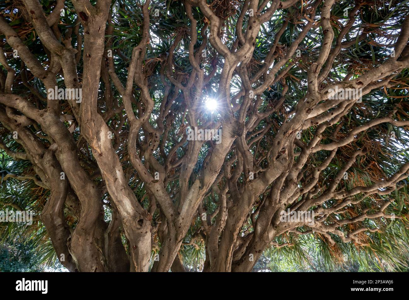 Il paese delle meraviglie della natura: Esplorare la bellezza del Giardino Botanico di Palermo Foto Stock