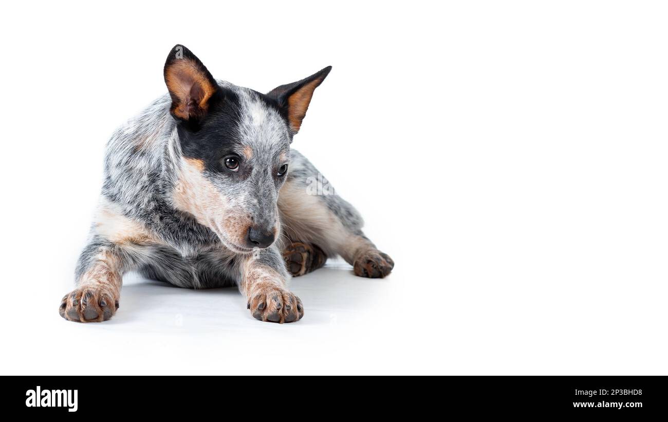 Timido cicerello blu o cucciolo di cane bovino australiano sdraiato su sfondo bianco. Spazio di copia Foto Stock