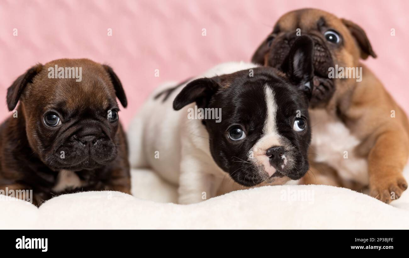 Tre cuccioli carini di bulldog francese sdraiati su coperta. Un cucciolo è triste o annoiato, l'altro è aggressivo Foto Stock