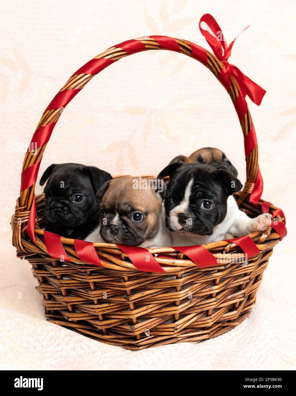 Cuccioli carini di cane bulldog francese seduti in un cestino di vimini con nastro rosso al coperto Foto Stock