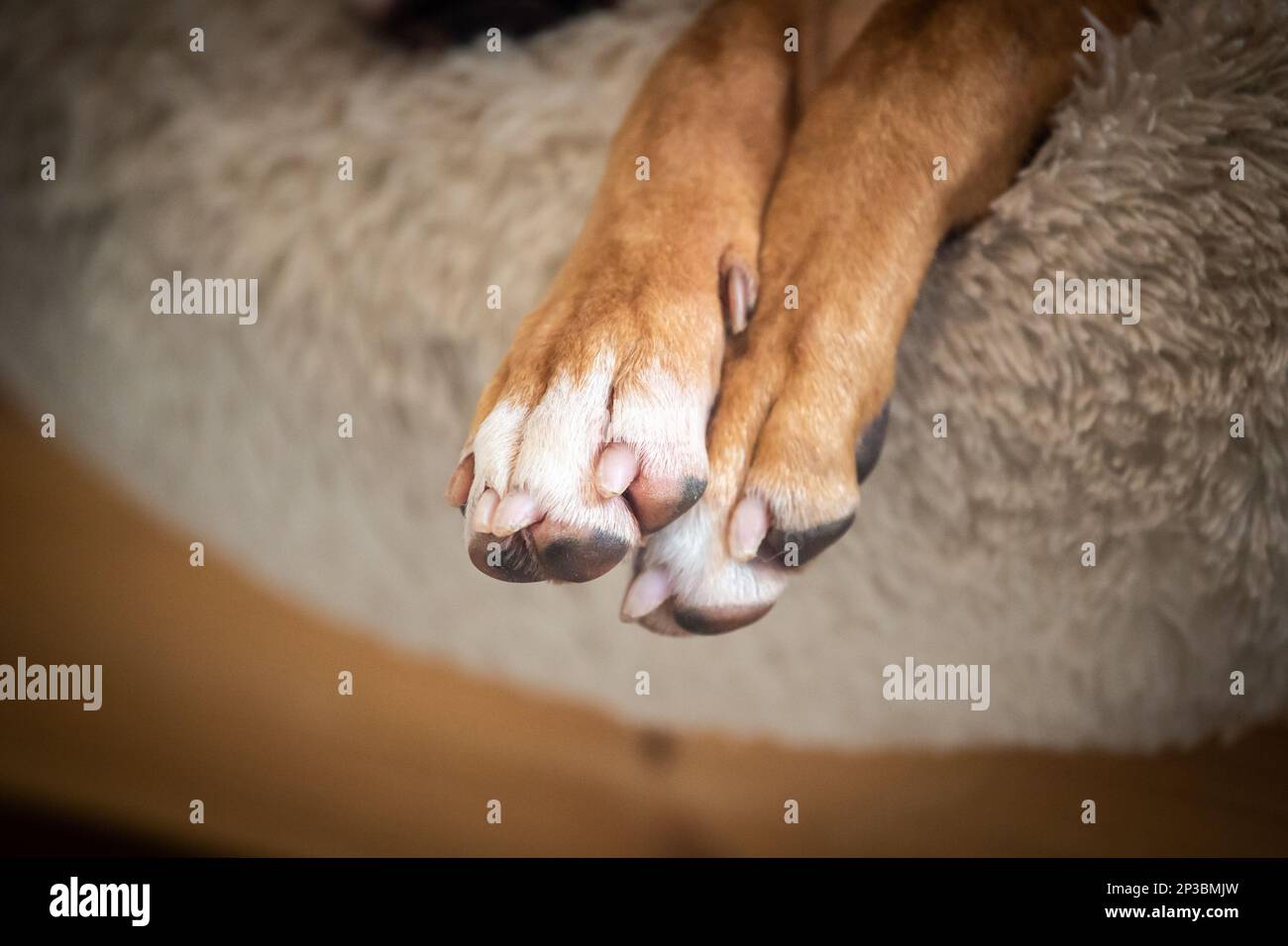 Zampe del cane Foto Stock