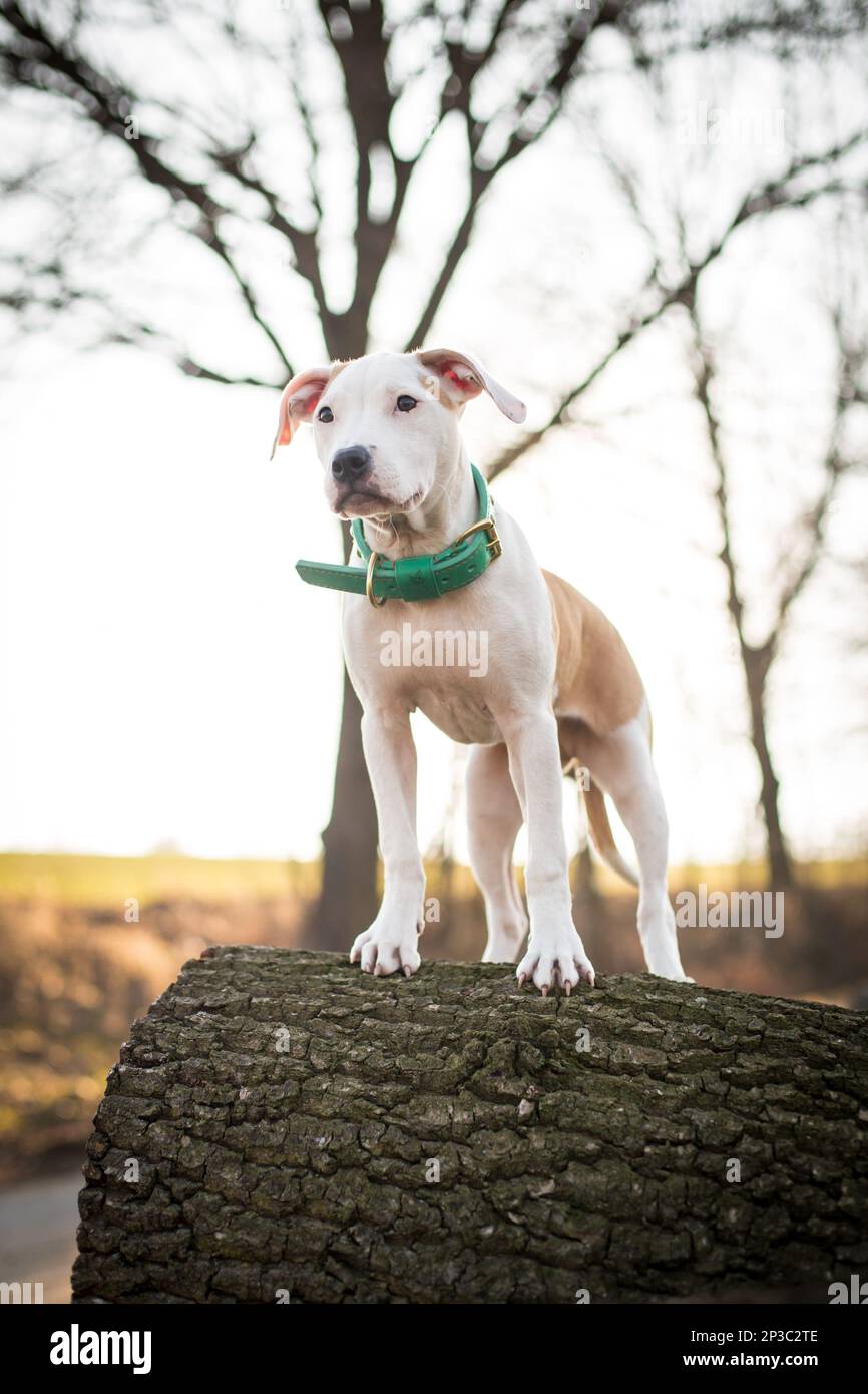 Cucciolo bianco in piedi su un albero Foto Stock