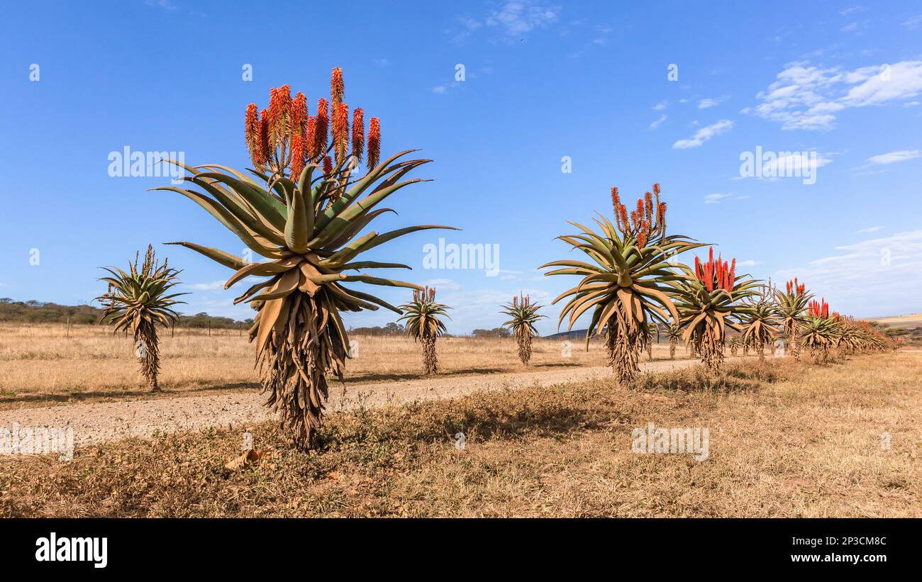 Strada sterrata con piante di aloe piantato su ogni lato un paesaggio panoramico nella natura selvaggia rurale safari in un giorno di inverni cielo blu. Foto Stock