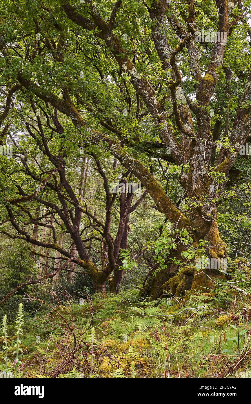 Querce mature (Quercus sp.) Tra salmerini e felci in fitta foresta habitat; Coed Felenhryd; Snowdonia; Galles Foto Stock